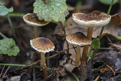 Close-up of mushrooms growing on field