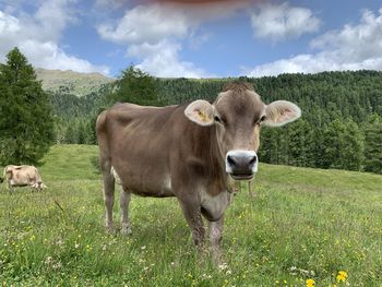 Cows in a field