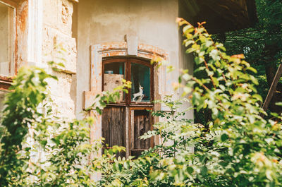 Part of old house in thickets. wooden window. vintage design.