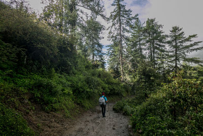 Rear view of man walking on footpath in forest