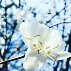 Close-up of white flowers