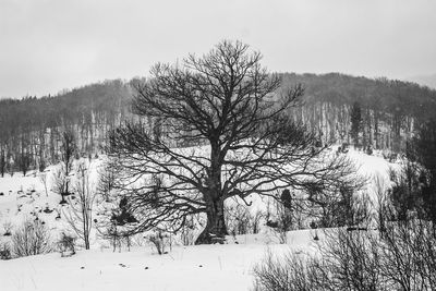 Bare trees on snow covered field against sky