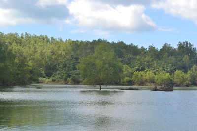 Scenic view of lake in forest against sky