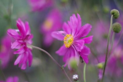 Close-up of pink flowering plant