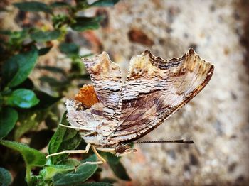 Close-up of butterfly on dry leaf