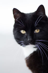 Close-up portrait of black cat