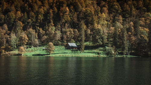 Scenic view of lake by trees and plants