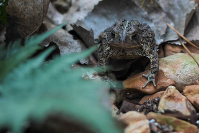 Close-up of frog