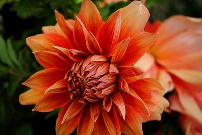 Close-up of red flowers blooming outdoors