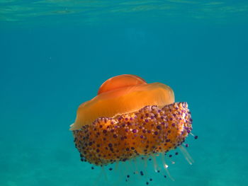 Close-up of jellyfish in sea