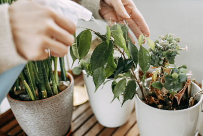 Close-up of female hands watering potted plant on table in balcony
