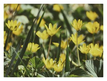 Close-up of yellow flowers