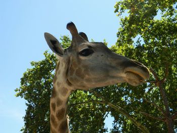 Low angle view of giraffe against clear sky