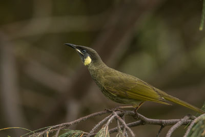 Close-up of bird perching on branch