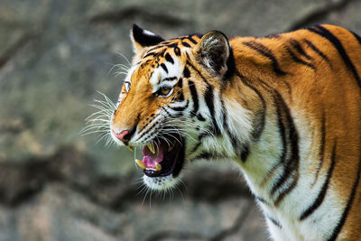 Close-up of a cat