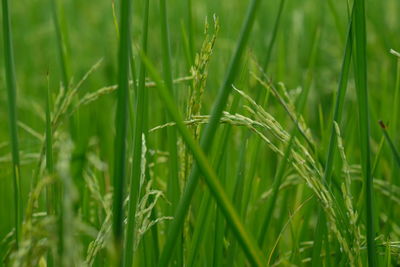 Close-up of crops growing on field