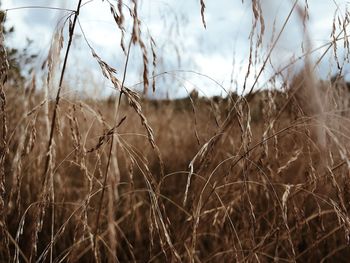 Close-up of crops on field against sky