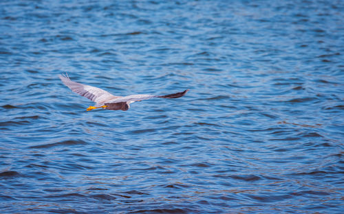 Seagull flying over sea