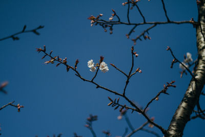 Low angle view of flowers on tree branch against blue sky