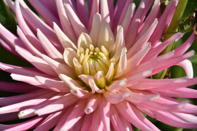 Macro shot of lotus water lily