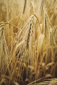 Close-up of wheat