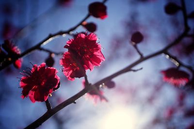 Low angle view of flowers on branch