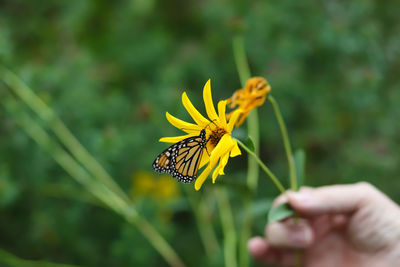 Close-up of insect on yellow flower