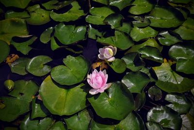 High angle view of lotus water lily in lake