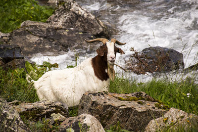 View of an animal on rock