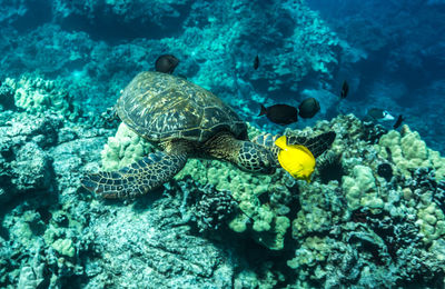 Close-up of turtle swimming in sea