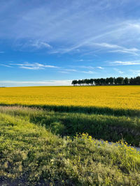 Scenic view of agricultural field against sky