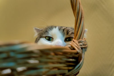 Close-up portrait of a cat