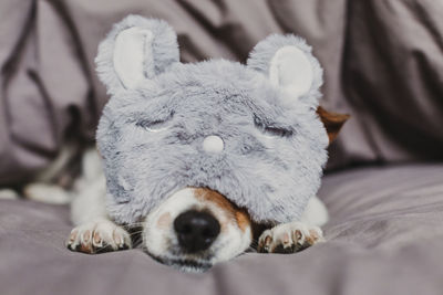 Close-up of a cat lying on bed