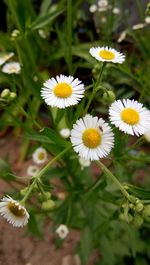 Close-up of white daisy flowers