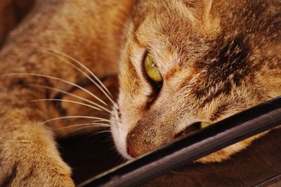 Close-up of a cat