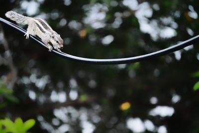 Close-up of bird perching on branch
