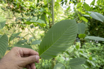 Close-up of hand holding leaves