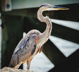 Close-up of gray heron perching outdoors