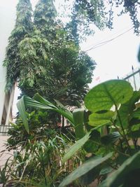 Low angle view of palm tree against sky