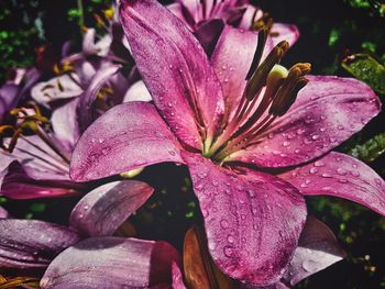 Close-up of wet flowers blooming outdoors