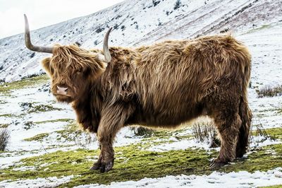 Highland cattle standing on snowy field