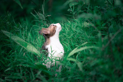 Cat sitting on grass in field