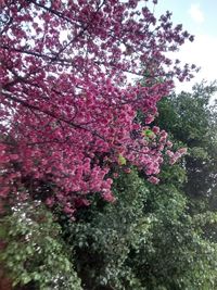 Low angle view of pink flowers