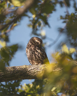 Low angle view of bird perching on tree