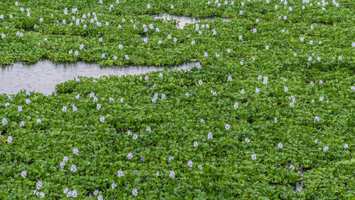 High angle view of flowering plant on field