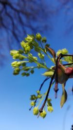 Close-up of insect on flowers