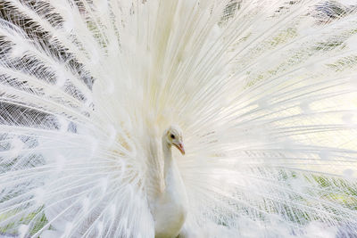 Close-up of a bird