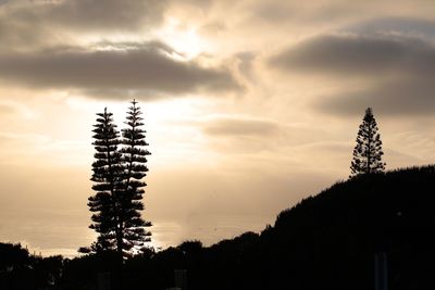 Silhouette plant against sky during sunset