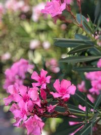 Close-up of pink flowering plant