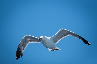 Low angle view of seagulls flying against clear blue sky